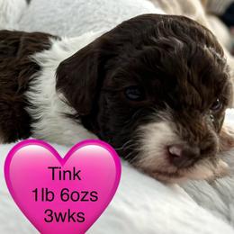 Tinkerbell - Brown female Poodle puppy in Mineral Wells, Texas from S.H.A.R.P.’s Toy Poodles
