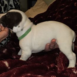 A - White and liver male German Shorthaired Pointer puppy in Glendive, Montana from Lazy Hearts Kennel