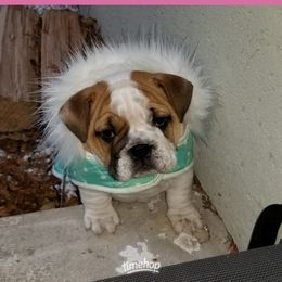 Bulldog Puppies from Wiggle Butts Bulldogs