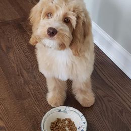 Australian Labradoodles from Big Creek Doodles