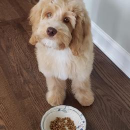 Australian Labradoodles from Big Creek Doodles