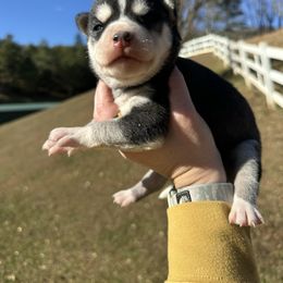 Clover - Black and white female Siberian Husky puppy in Burnsville, North Carolina from Peterson Puppies