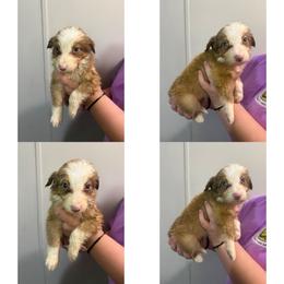 Male 3 - Sable male Border Collie puppy in Asheboro, North Carolina from Coble Kennels