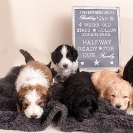 Bernedoodle Puppies from Sugarcreek Haven Bernedoodles