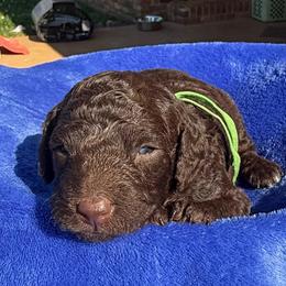 Green Collar - Brown male Poodle puppy in Huntsville, Alabama from Flint River Poodles