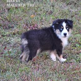 Harry - Black tri male Miniature Australian Shepherd puppy in Patterson, North Carolina from DreamLine Aussies