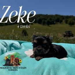 Zeke - Black and gold male Yorkshire Terrier puppy in Baker, West Virginia from Majestic Mountain Yorkies