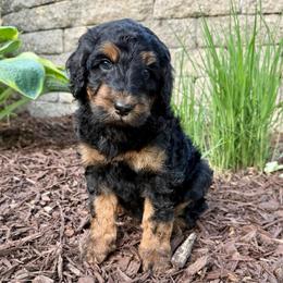 Sorbet - Phantom female Bernedoodle puppy in Midland, Michigan from Northern Charm Farm