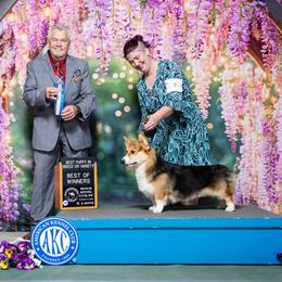 Rook - Pembroke Welsh Corgi