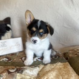 Pembroke Welsh Corgi Puppies from Firehorse Farmdogs