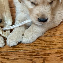 Boy 5 - male Golden Retriever puppy in Frederick, Maryland from Sugarloaf Golden Retrievers (Formerly Vixena Golden Retrievers)