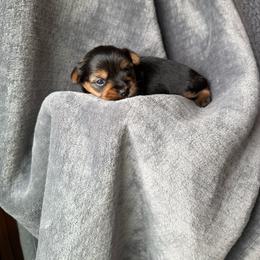 Boy 1 - Black and tan male Yorkshire Terrier puppy in Zebulon, North Carolina from Eastern Wake Yorkies