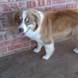 Dixie - Australian Shepherd