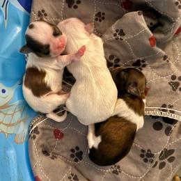 Boy 1 - Cream and white male Shih Tzu puppy in Stroud, Oklahoma from Laik’s Little Shihtz & Poms