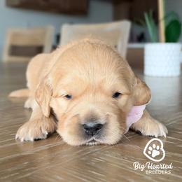 Astrid - Cream female Goldendoodle puppy in Utah County, Utah from Big Hearted Breeders