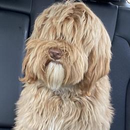 June - Australian Labradoodle