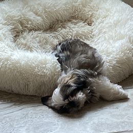 Shih Tzu Puppies from Willow Lane Shih Tzus