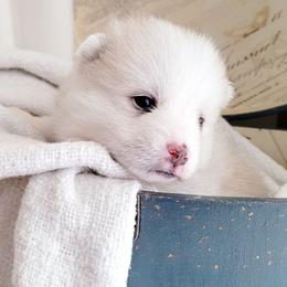 Princess Peach - Lavender female Pomsky puppy in Sand Coulee, Montana from Big Sky Pomskies