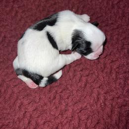 Shih Tzu Puppies from Lavender Lane Tzus