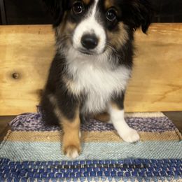 Miniature Australian Shepherd Puppies from Magnolia Aussies