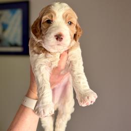 Goldendoodle Puppies from King Family Doodles