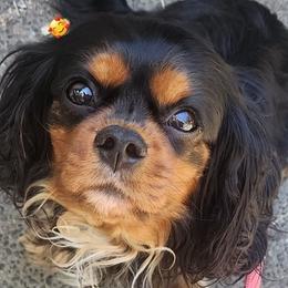 Cavalier King Charles Spaniels from For the Love of Cavaliers