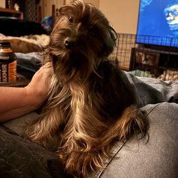 Willow - Yorkshire Terrier