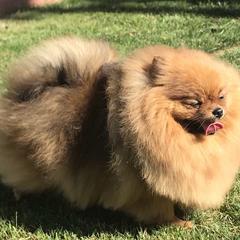 Pomeranians from Pawsh Pomeranians