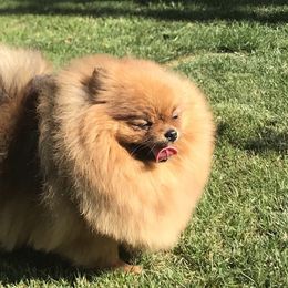 Pomeranians from Pawsh Pomeranians