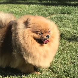 Pomeranians from Pawsh Pomeranians