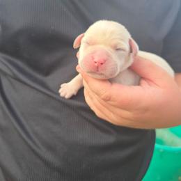 Yellow Female - Yellow female Labrador Retriever puppy in Conway, Missouri from Patton's Triple Pine Farm