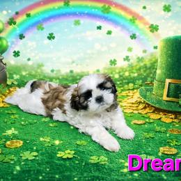 Shih Tzu Puppies from Cindy Hampton