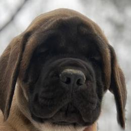 Girl 5 - Mastiff puppy in Frederic, Michigan from ACM Mastiffs