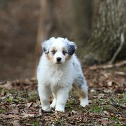 Nola - Blue merle female Australian Shepherd puppy in Coldwater, Michigan from Northern Star Australian Shepherds