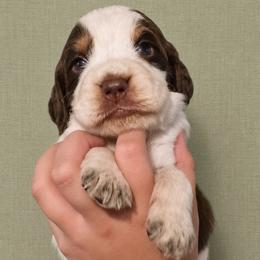 Jaq - Liver white and roan male English Springer Spaniel puppy in Fort White, Florida from Thunderbird Springers