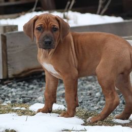 Rhodesian Ridgeback Puppies from Supernova Ridgebacks