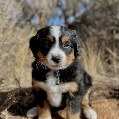 Dixie - Double Doodle puppy from Dry Canyon Pups