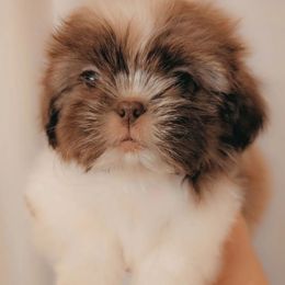 Boy 1 - Red and white male Shih Tzu puppy in Gig Harbor, Washington from Gig Harbor Shih Tzu's