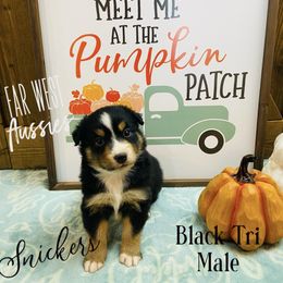 Australian Shepherd Puppies from Far West Aussies