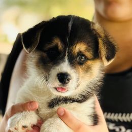 Koda - Black and tan male American Corgi puppy in Hale, Michigan from All Hale Corgis