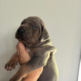 Blue Tan Point (1) - Blue female Great Dane puppy in Kimball, Michigan from Starlight Danes