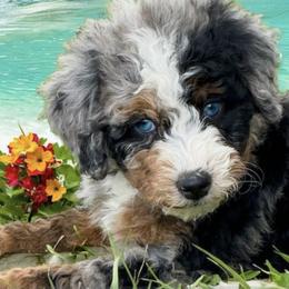 Bernedoodle Puppies from Land of Oz Doodles