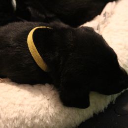 Golden Retriever and Labrador Retriever Puppies from Trenlock Kennels