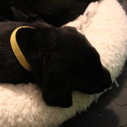 Golden Retriever and Labrador Retriever Puppies from Trenlock Kennels