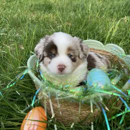 Miniature American Shepherd and Toy Australian Shepherd Puppies from Riverstone Aussies