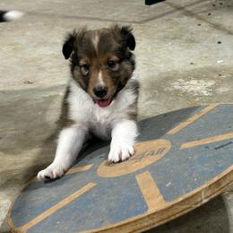 Green - White and sable male Shetland Sheepdog puppy in Fontanelle, Iowa from Jensen Farms Shelties