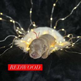 Redwood - Silver male Dilute Retriever puppy in Forest City, Iowa from Helm Labs