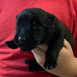 Male 3 - Black male German Shepherd puppy in Effingham County, Illinois from Delaney Working Dogs