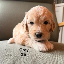 Grey Girl - Cream female Goldendoodle puppy in Colorado Springs, Colorado from Pikes Peak Doodles