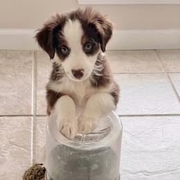 Ponzu - Red tri male Toy Australian Shepherd puppy in Georgetown, Texas from Minikin Manor